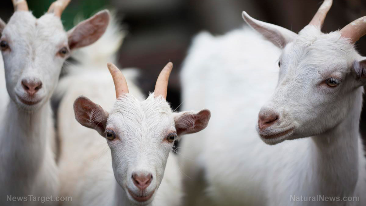 Probiotics prevent gastrointestinal parasitic disease in goats